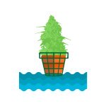 как правильно сушить коноплю в домашних условиях