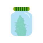 сушка каннабиса