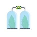 клонирование конопли