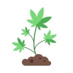 сколько растет конопля