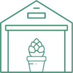 самые большие сорта конопли