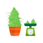 магазин семена конопли