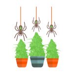 клоны марихуаны