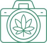 чем удобрять коноплю