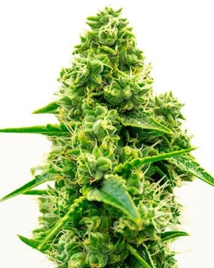 Купить семена марихуаны Kali Mist Auto Fem.