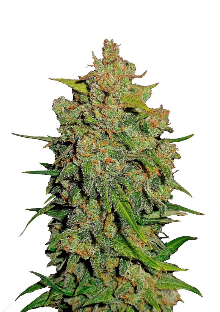 Купить семена марихуаны Lemon AK Auto Fem.