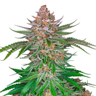 Купить семена марихуаны Strawberry Gorilla Auto Fem.